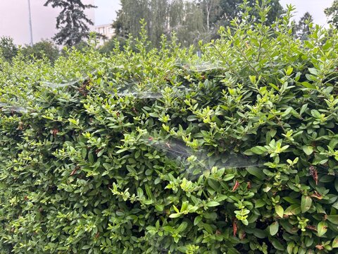 Shrub branches covered with webbing caused by caterpillars in morning dew  