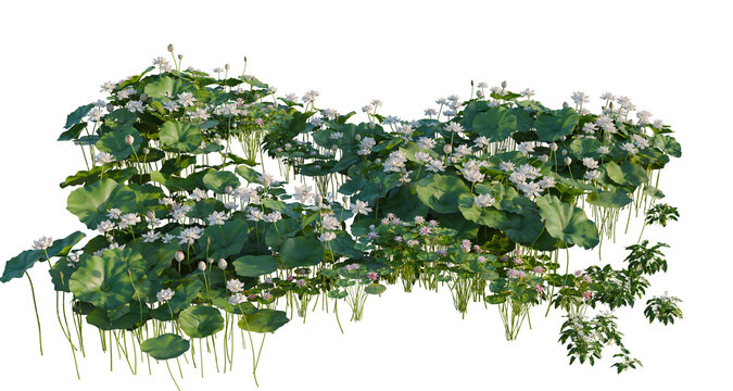 Nelumbo nucifera and Nymphaea tetragona and Zantedeschi tree shrub, plant bush, cutout, isolate transparent background