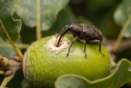 Acorn weevil drilling hole into green oak nut for oviposition