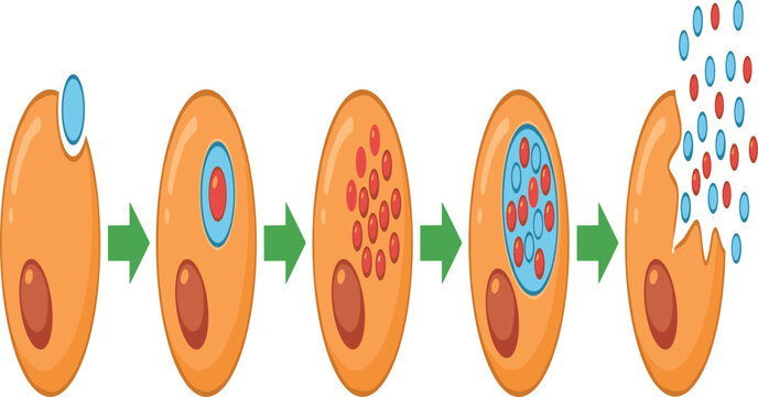 Viral Lytic Cycle Vector Diagram Showing Cell Infection, Pathogen Replication inside Host Cell, and Cellular Lysis Release Phase for Biology Science EducationViral Lytic Cycle Vector Diagram Showing C