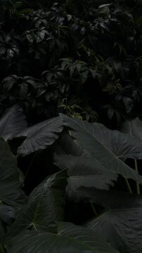 Dark tropical leaves swaying in strong wind, mysterious nature background