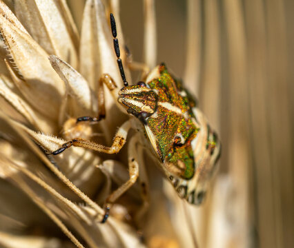 bug on the leaf