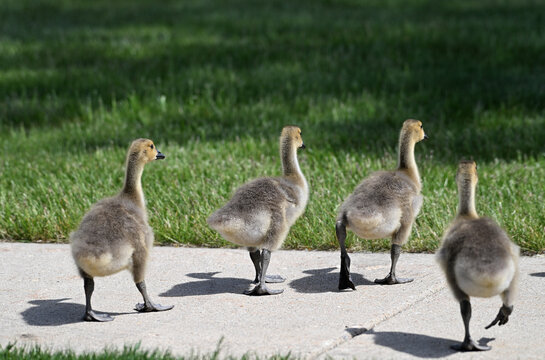 Goslings on the Sidewalk