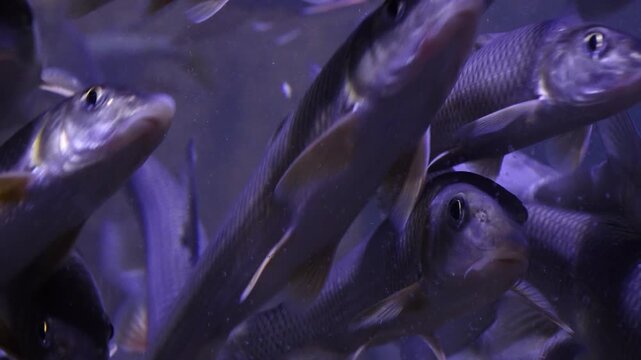 Korea freshwater fish ayu mandarin snakehead trout carp catfish minnow biology aquaculture 한국 서식 민물고기 은어 황어 쏘가리 가물치 무지개송어 누치 대농갱이 꺽지 담수어 하천 수산 생물 생태계 지리 토종