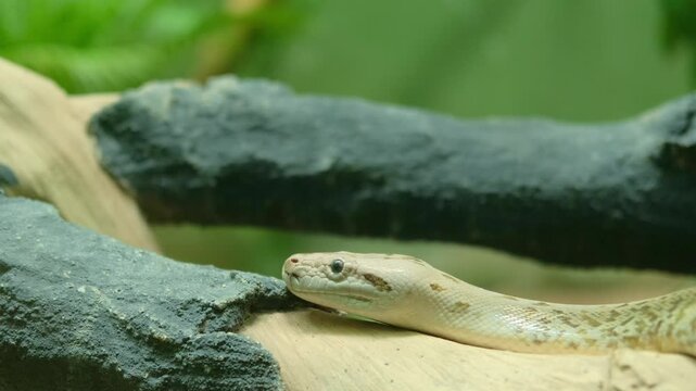 Close-up of a beige cobra with brown markings crawling slowly on a stone branch inside a glass enclosure during daytime.