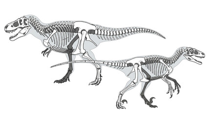 Fototapeta premium Skeletal anatomy of Tyrannosaurus Rex and Velociraptor dinosaurs