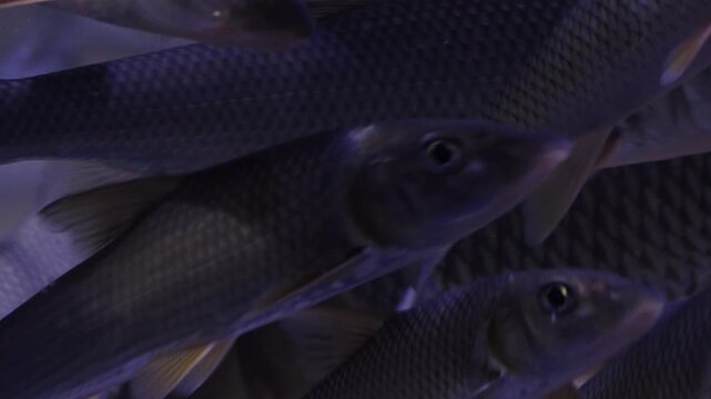 Korea freshwater fish ayu mandarin snakehead trout carp catfish minnow biology aquaculture 한국 서식 민물고기 은어 황어 쏘가리 가물치 무지개송어 누치 대농갱이 꺽지 담수어 하천 수산 생물 생태계 지리 토종
