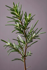 Obraz premium Fresh rosemary sprig with small white flowers