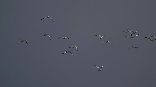 A swarm of pied avocets (Recurvirostra avosetta) flying around against a dark sky - slow motion