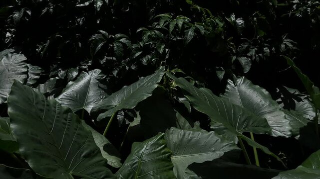 Dark tropical leaves swaying in breeze, moody jungle background