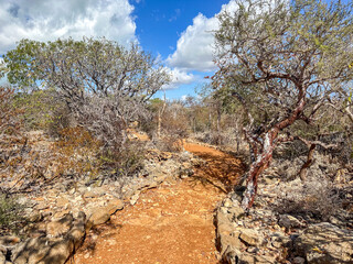 The Trail to Aven (Vintany) Cave, Tsimanampetsotsa National Park, Madagascar © Guy Bryant