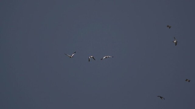 Three common shelducks (Tadorna tadorna) flying around against a dark sky - slow motion