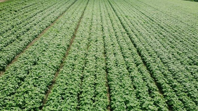 Rows of Potato plants fields in farmland countryside 