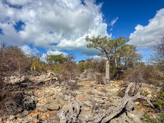 The Trail to Aven (Vintany) Cave, Tsimanampetsotsa National Park, Madagascar © Guy Bryant