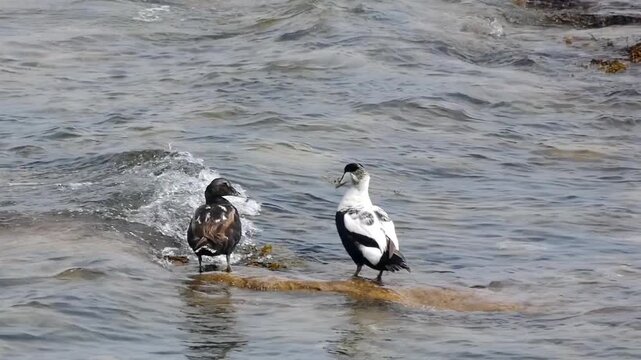 A pair of eider ducks (Somateria mollissima) perch together on rocks near the sea shore. The male is strikingly coloured white, black and green while the female is a drab, mottled brown. 