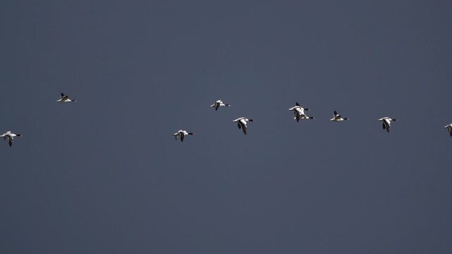 A flight of common shelducks (Tadorna tadorna) flying around against a dark sky - slow motion