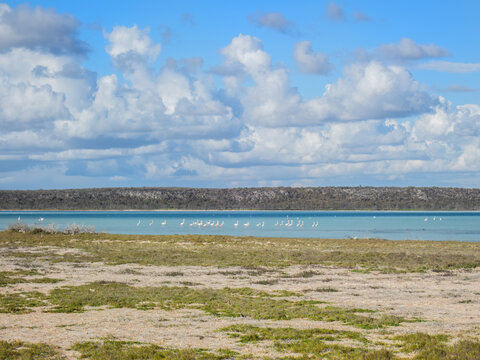 Flamingos in the Distance at Lake Tsimanampetsotsa in the Dry Season, Tsimanampetsotsa National Park, Madagascar