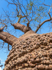 Looking up into a Baobab (Adansonia rubrostipa), Tsimanampetsotsa National Park, Madagascar  © Guy Bryant