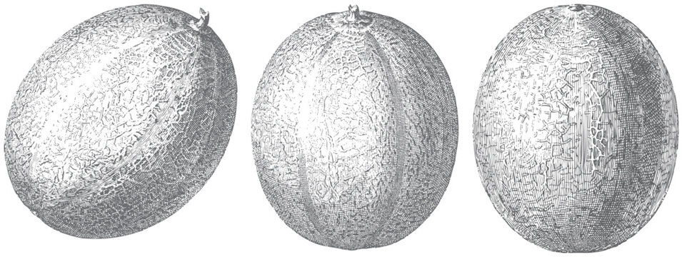 Vintage engraved cantaloupe melon illustration set featuring whole muskmelon fruits isolated on white background