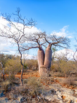 Fony Baobab (Adansonia rubrostipa), Spiny Forest, Tsimanampetsotsa National Park, Madagascar