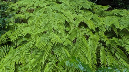 雨の中のシダ植物 © 宏明 大西