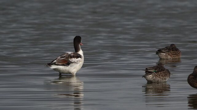 A juvenile common shelduck (Tadorna tadorna) preening its feathers while standing in shallow water.