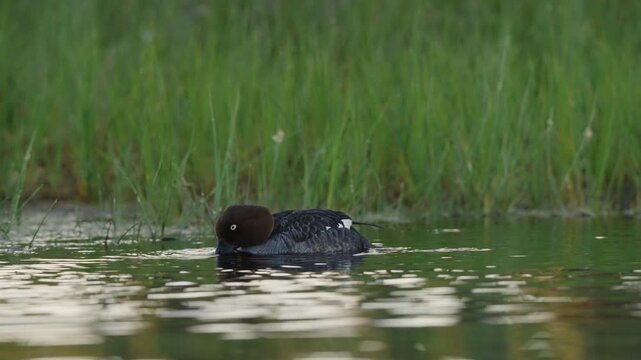 Female common goldeneye floats near the shoreline, dips its beak into the water, repeatedly opens and closes it, then lifts its head and shakes off water droplets.