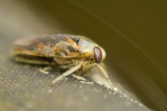 Close-up of the swimming bug out of the water