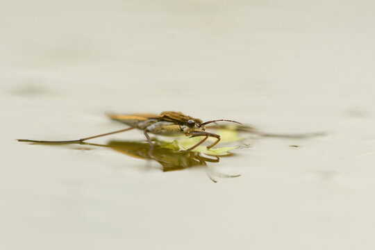 Close-up of a water strider in the water