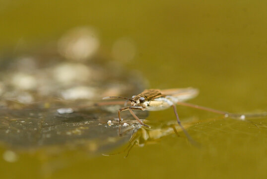 Close-up of a water strider in the water
