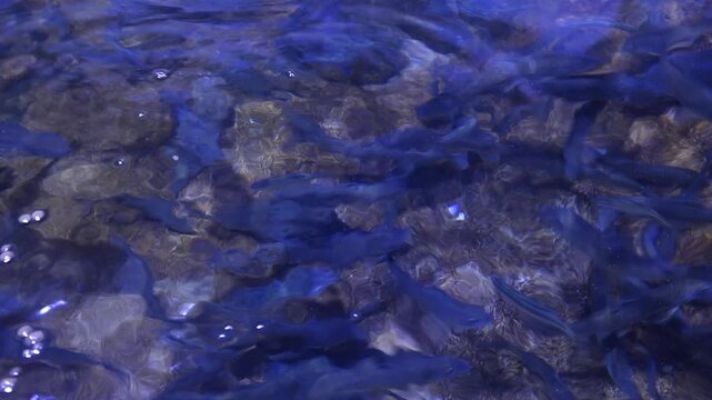 Korea freshwater fish ayu mandarin snakehead trout carp catfish minnow biology aquaculture 한국 서식 민물고기 은어 황어 쏘가리 가물치 무지개송어 누치 대농갱이 꺽지 담수어 하천 수산 생물 생태계 지리 토종