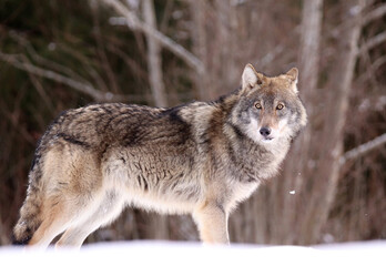 Grey wolf (Canis lupus) in winter forest © ElenKa