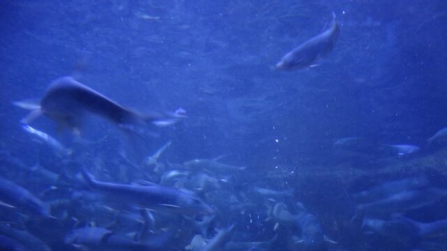 Korea freshwater fish ayu mandarin snakehead trout carp catfish minnow biology aquaculture 한국 서식 민물고기 은어 황어 쏘가리 가물치 무지개송어 누치 대농갱이 꺽지 담수어 하천 수산 생물 생태계 지리 토종