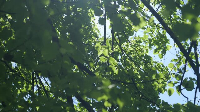 Look up through vibrant green leaves against bright blue sky. Sunlight filters gently through branches. Tranquil forest view evokes calm and peace. Ideal for nature, relaxation