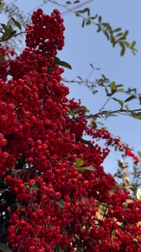 Close up of dense clusters of bright red pyracantha berries on a bush swaying in the wind. Sunny autumn day