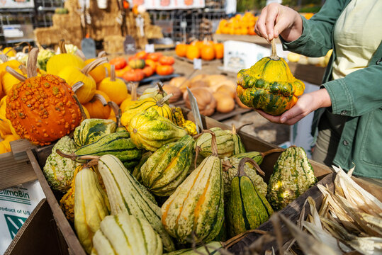 Customer Selecting Green Ornamental Gourd At Autumn Farm Market For Seasonal Home Decorating