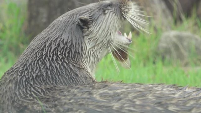 Korea Eurasian otter lutra eating pond loach mudfish wild animal marine biology predator 수달 한국 토종 천연기념물 미꾸라지 사냥 먹이 활동 포식 멸종위기야생생물 야생 동물 하천 생물 수산