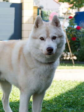 Husky sib&eacute;rien (Canis lupus familiaris) au pelage blanc et cr&egrave;me dans un jardin, portrait d&rsquo;un chien de compagnie