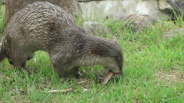 Korea Eurasian otter lutra eating pond loach mudfish wild animal marine biology predator 수달 한국 토종 천연기념물 미꾸라지 사냥 먹이 활동 포식 멸종위기야생생물 야생 동물 하천 생물 수산