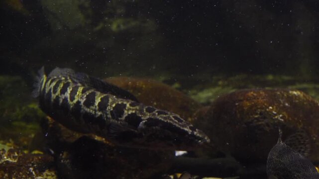 Korea freshwater fish ayu mandarin snakehead trout carp catfish minnow biology aquaculture 한국 서식 민물고기 은어 황어 쏘가리 가물치 무지개송어 누치 대농갱이 꺽지 담수어 하천 수산 생물 생태계 지리 토종