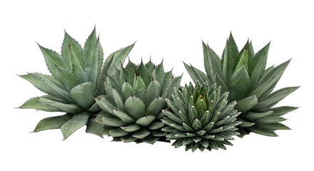 Collection of diverse agave plants with sharp pointed leaves and striking geometric patterns © Sapphire