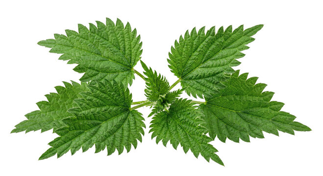 Vibrant green stinging nettle leaves with serrated edges on a clean white background