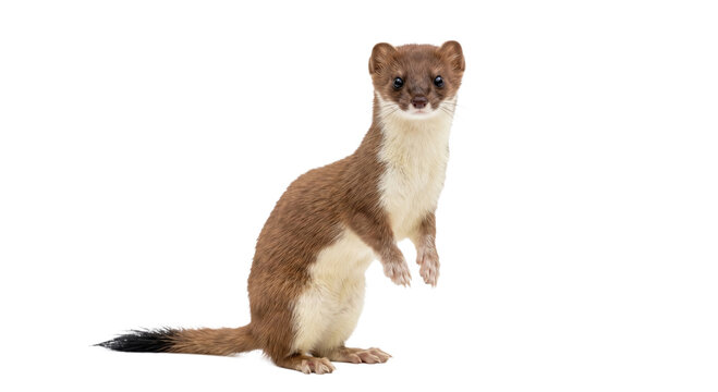 A curious stoat stands on its hind legs, looking directly at the camera
