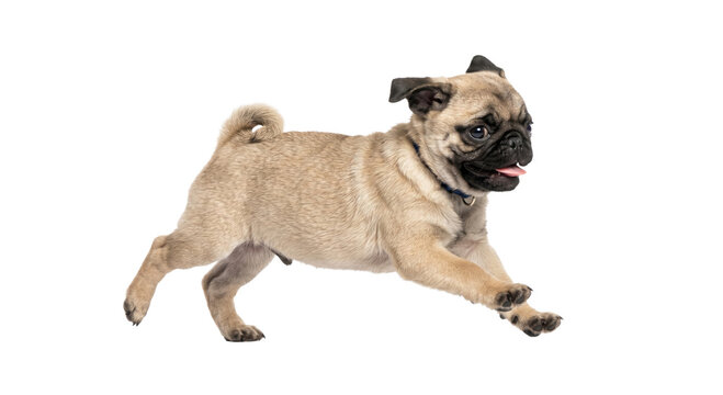Playful pug puppy running with its tongue out on a white background
