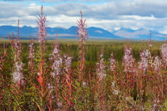 Flowers in Alaska