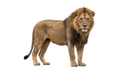 Majestic male lion with a full mane stands proudly on a white background © Sapphire