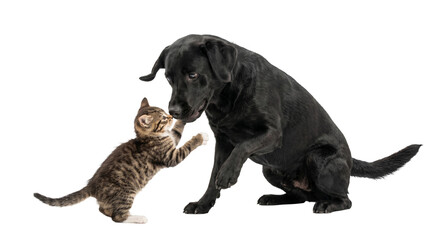 Obraz premium Playful kitten and gentle black Labrador dog interacting on a white background