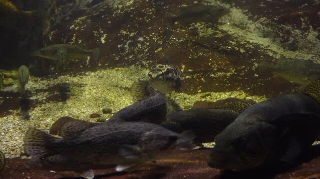 Korea freshwater fish ayu mandarin snakehead trout carp catfish minnow biology aquaculture 한국 서식 민물고기 은어 황어 쏘가리 가물치 무지개송어 누치 대농갱이 꺽지 담수어 하천 수산 생물 생태계 지리 토종