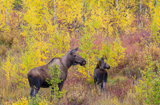 Moose