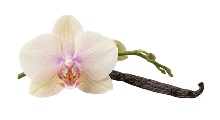 Stunning orchid flower with vanilla pod on a transparent background © Sapphire
